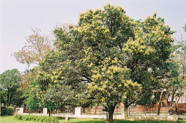 800px-Mango_blossoms