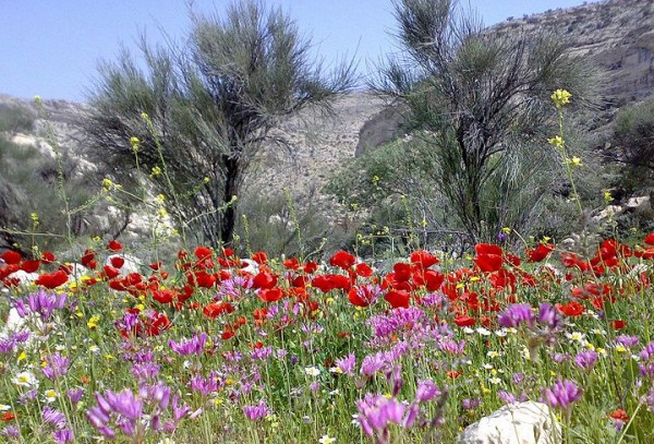 Iranian-Wildflowers