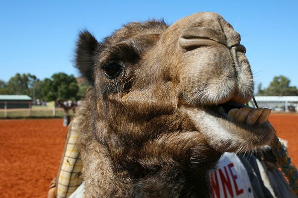 Funny-camel