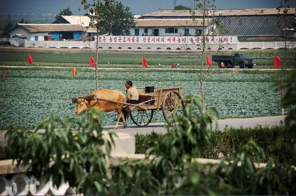 North-Korean-Farm