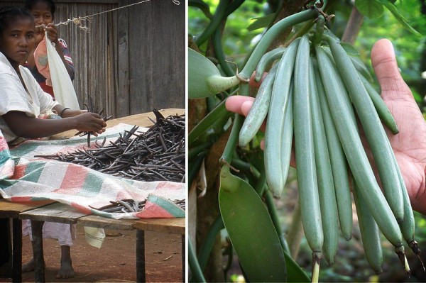 Vanilla-beans-in-madagascar