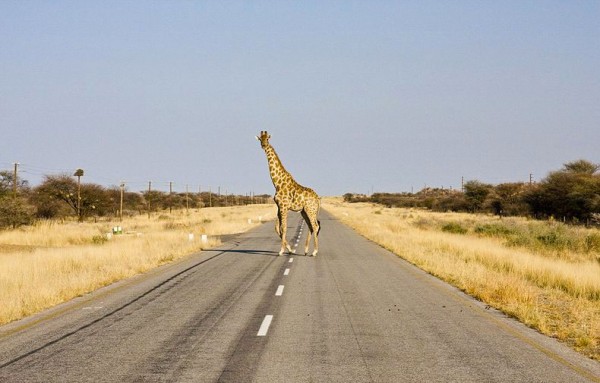 Giraffe-crossing-the-road