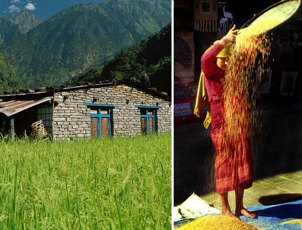 Rice-in-nepal