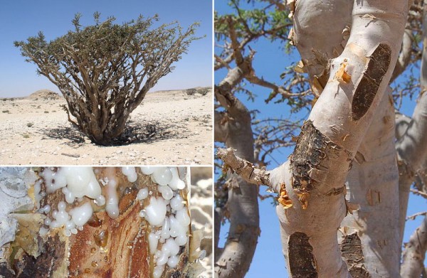Frankincense-boswellia-sacra
