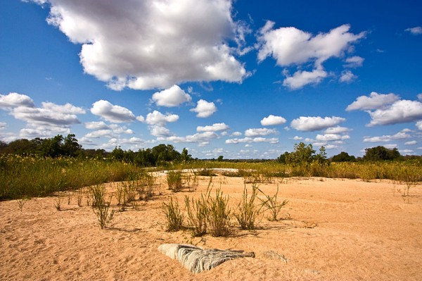 Landscape scenery in Kruger National Park, South Africa. Photo by Nicolas Raymond.