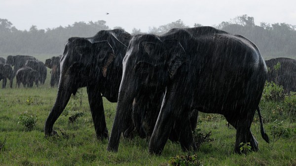 Sri Lankan elephants roaming in the Kaudulla National Park. Photo by Christophe Meneboeuf ( http://www.pixinn.net)