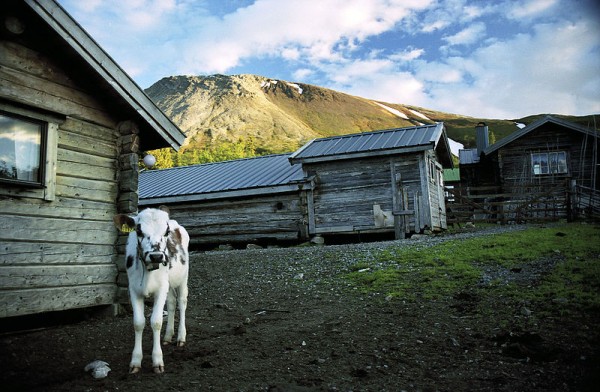 Sånfjällets national park. Photo by Jonny Hansson