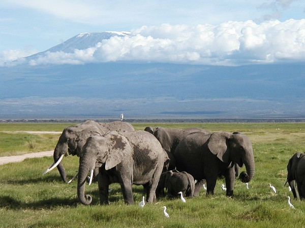 African Elephants in Amboseli National Park. Photo by M. Disdero.