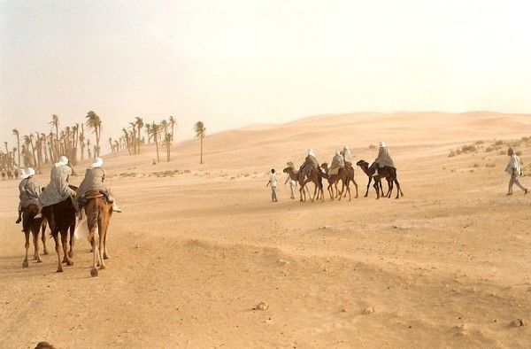 Camels in the desert near Douz in Tunisia. Photo by Moumou82.