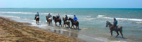 Horses on the Red Sea. Photo by Bruno Befreetv.