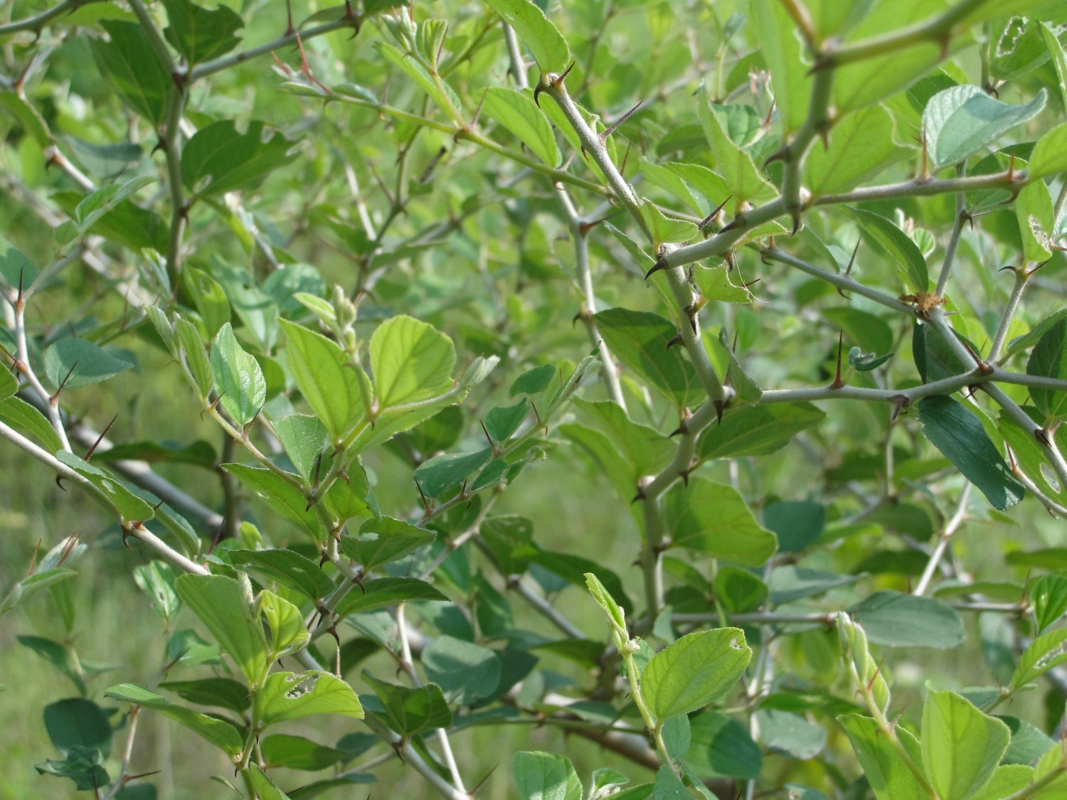 Jujube Tree. Photo by Thamizhpparithi Maari.