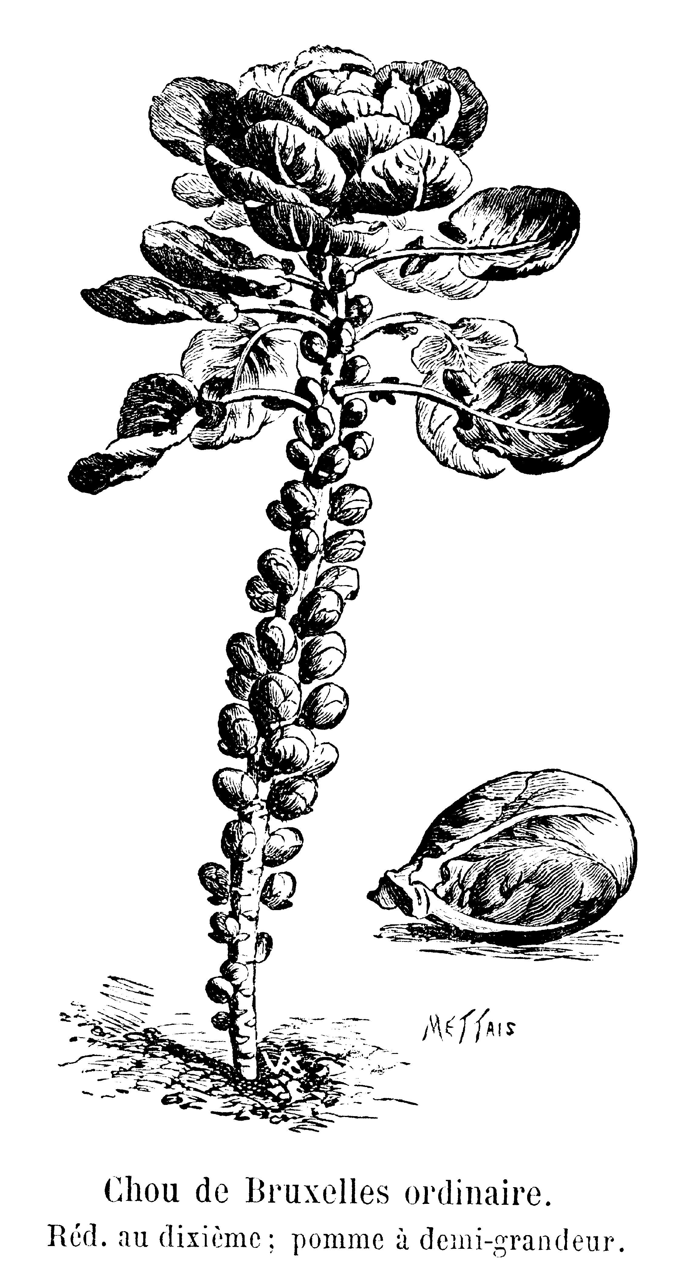 "Chou de Bruxelles ordinaire Vilmorin-Andrieux 1904" by Mettais & VAC = Vilmorin-Andrieux & Compagnie - Vilmorin-Andrieux & Cie, 1904. Les plantes potagères. Description et culture des principaux légumes des climats tempérés. ed. 3. Paris, Vilmorin-Andrieux. fig., XX-804 p.. Licensed under Public Domain via Wikimedia Commons - https://commons.wikimedia.org/wiki/File:Chou_de_Bruxelles_ordinaire_Vilmorin-Andrieux_1904.png#/media/File:Chou_de_Bruxelles_ordinaire_Vilmorin-Andrieux_1904.png